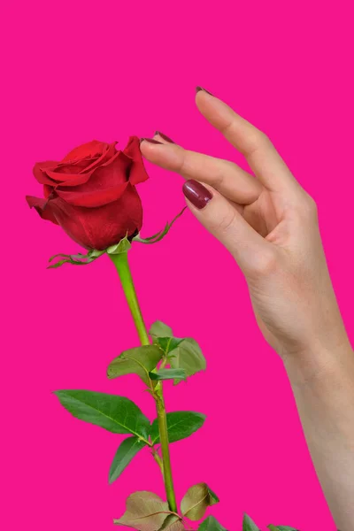 一只长着漂亮红指甲的雌性手 在紫色的背景上触摸着美丽的红玫瑰花瓣 — 图库照片