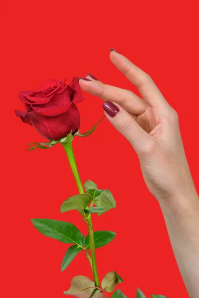 红红的手一只长着漂亮的红指甲的雌性手 在红色的背景上触摸着美丽的红玫瑰花瓣 — 图库照片
