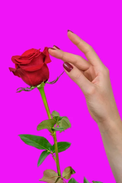 一只长着漂亮红指甲的雌性手 在紫色的背景上触摸着美丽的红玫瑰花瓣 — 图库照片