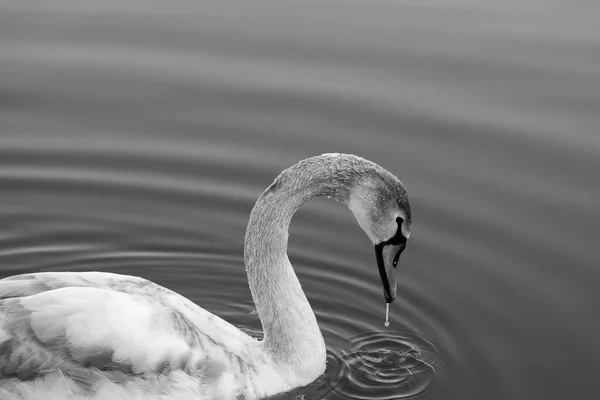 Closeup Swan Head Black White — Stock Photo, Image