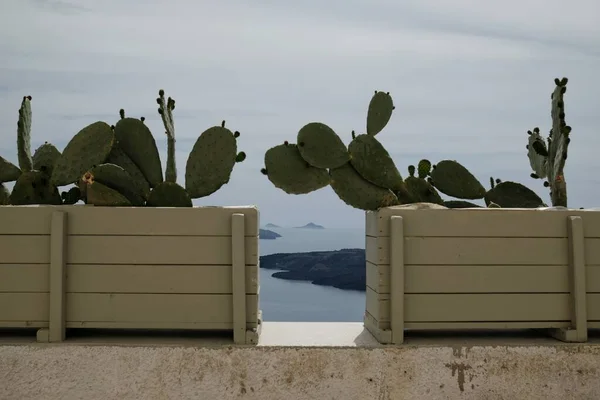 Vista Mar Egeu Vulcão Santorini Através Plantas Cacto — Fotografia de Stock