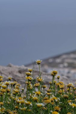Yunanistan 'ın Santorini tepesinde çiçek açan papatya çiçekleri 