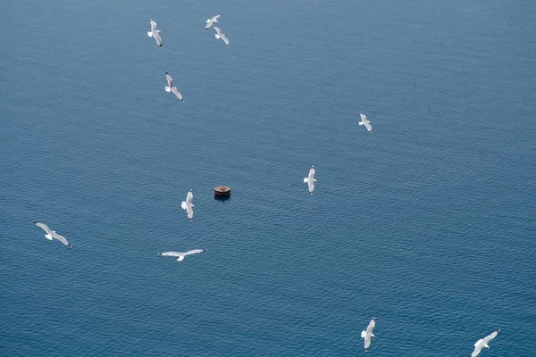 Grupo Gaivotas Voando Sobre Belo Mar Egeu Santorini Grécia — Fotografia de Stock