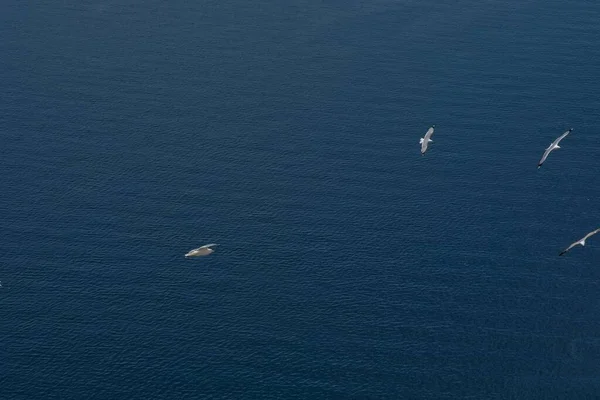 一群海鸥飞越希腊圣托里尼美丽的爱琴海 — 图库照片