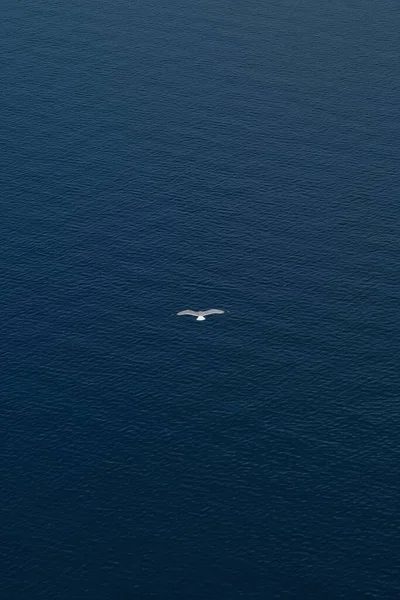 Seagull Flying Beautiful Aegean Sea Santorini Greece — Stock Photo, Image