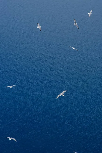 Grupo Gaivotas Voando Sobre Belo Mar Egeu Santorini Grécia — Fotografia de Stock