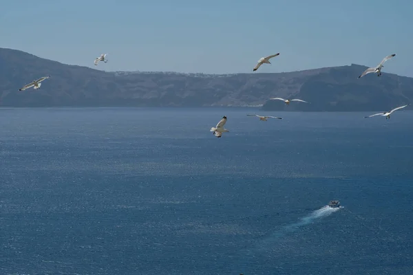サントリーニ島の港とその上を飛ぶカモメを残した小さなフェリーボートの眺め — ストック写真