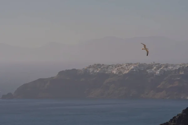 Uma Única Gaivota Voando Acima Mar Egeu Aldeia Oia Santorini — Fotografia de Stock