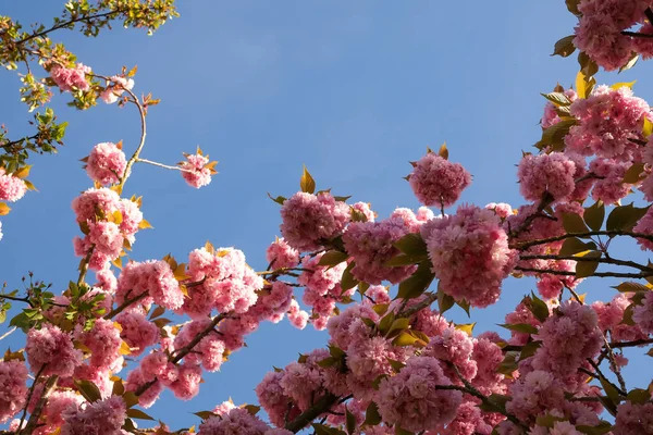 Pembe çiçekleri ve güzel mavi gökyüzü olan güzel bir ağaç.