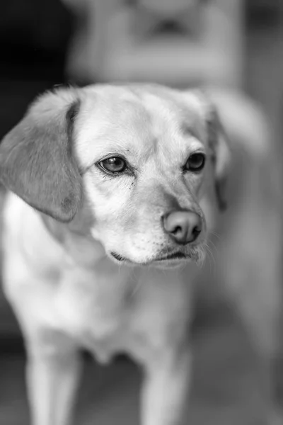 Güzel Bir Melez Siyah Beyaz Melez Köpek Manzarası — Stok fotoğraf