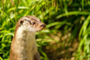 Closeup view of an an otter being curious