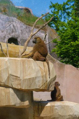 İki maymun bir kayanın üzerinde oturuyor.
