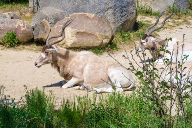 Addax 'ın görüntüsü, beyaz antilopların yiyip dinlenmesi olarak da bilinir.