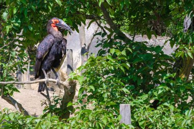 Güney zemininin manzarası Ağaçta oturan Hornbill