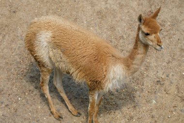 Güzel bir Guanaco manzarası.