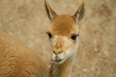 Guanaco 'nun kafasının yakın görüntüsü