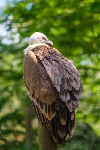 Vulture Sitting Tree — Stock Photo, Image
