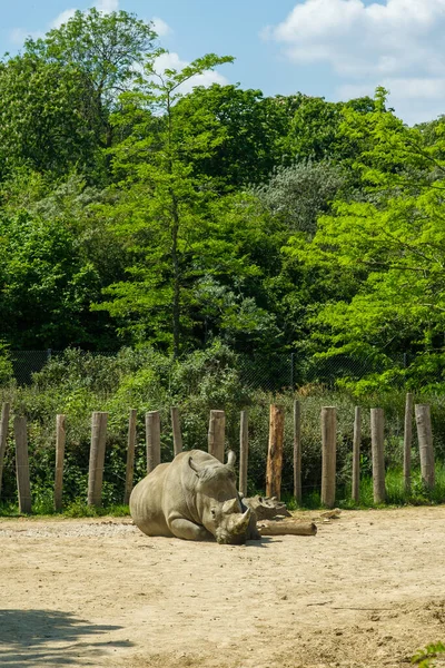 View Rhinoceros Sitting Ground Daytime — Stockfoto