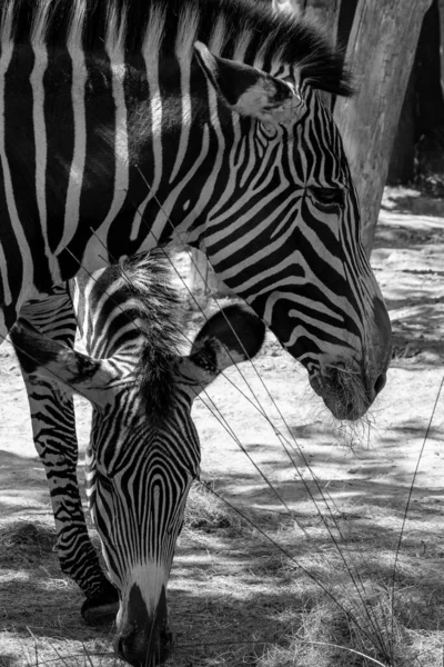 View Heads Two Zebras Eating Grass Shadow Black White — Stockfoto