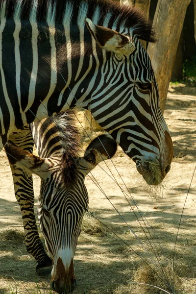 View Heads Two Zebras Eating Grass Shadow — Stockfoto