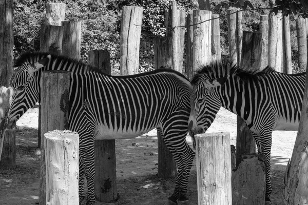 View Two Beautiful Zebras Standing Next Each Other Black White — Stockfoto