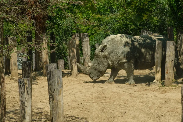 View Rhinoceros Daytime — Stockfoto