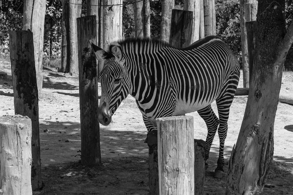 View Beautiful Zebra Walking Black White — Stockfoto