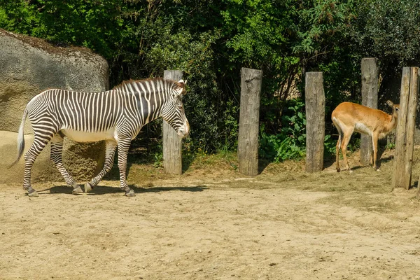 Beautiful Zebra Approaching Small Deer — Stockfoto