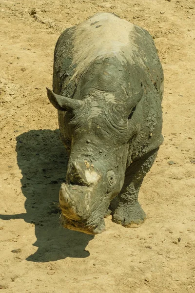 View Rhinoceros Daytime — Zdjęcie stockowe