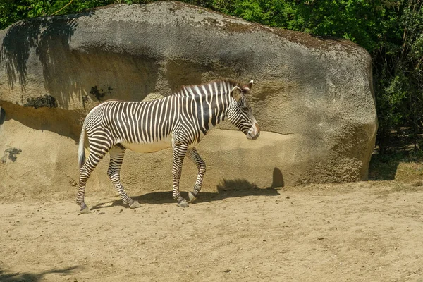 View Beautiful Zebra Walking — Stockfoto