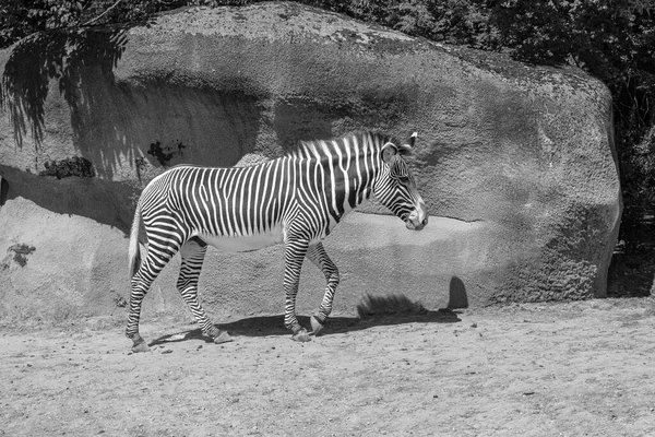 View Beautiful Zebra Walking Black White — Fotografia de Stock