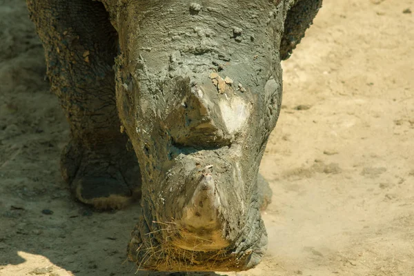 Closeup View Head Rhinoceros — Stockfoto