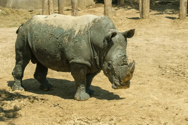 View Rhinoceros Daytime — Stockfoto