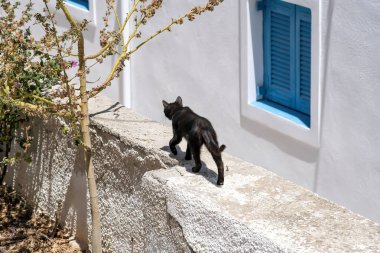 A black cat walking on a wall next to a blue window frame in Santorini
