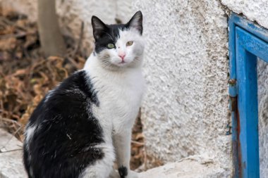 Santorini 'de mavi pencerenin yanında siyah beyaz bir kedi.