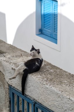 Santorini 'de mavi bir pencerenin yanında duran siyah beyaz bir kedi.