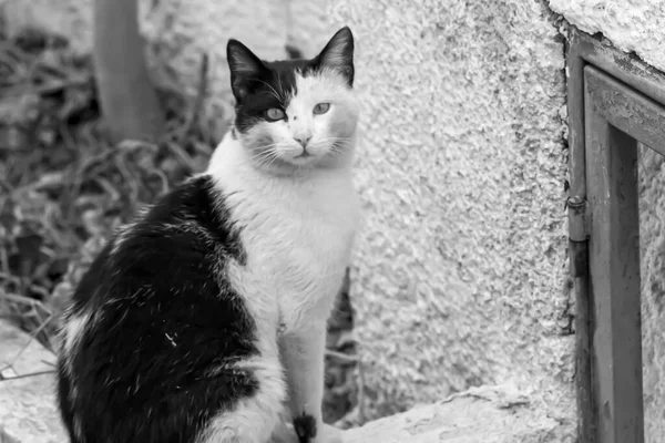 A black and white cat next to a blue window frame in Santorini in black and white