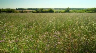 A field of wild flowers on a sunny day in France 