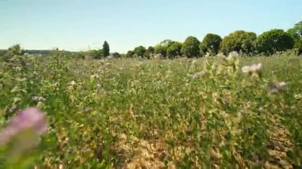 Field Wild Flowers Sunny Day France — Stockvideo