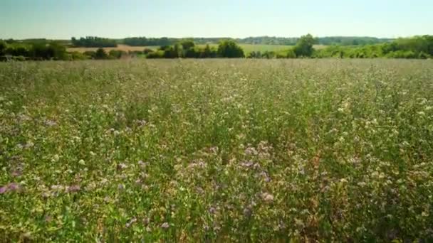 Field Wild Flowers Sunny Day France — Stockvideo