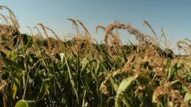 Closeup view of a  big corn field in northern France on a sunny day