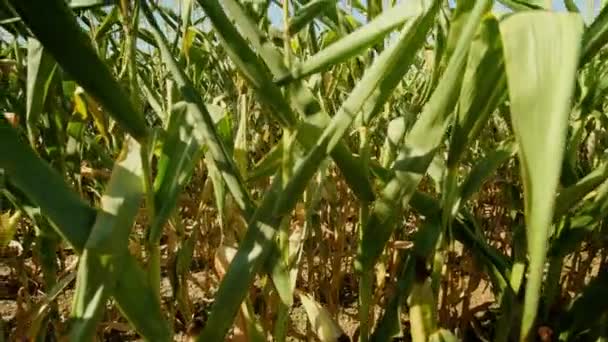 Closeup View Big Corn Field Northern France Sunny Day — Vídeo de stock