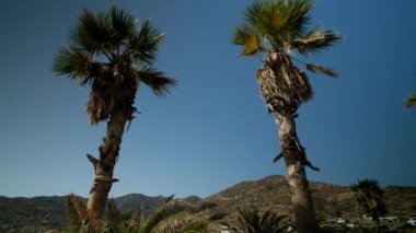 Yunanistan 'daki palmiye ağaçları ve güzel Magganari plajı manzarası