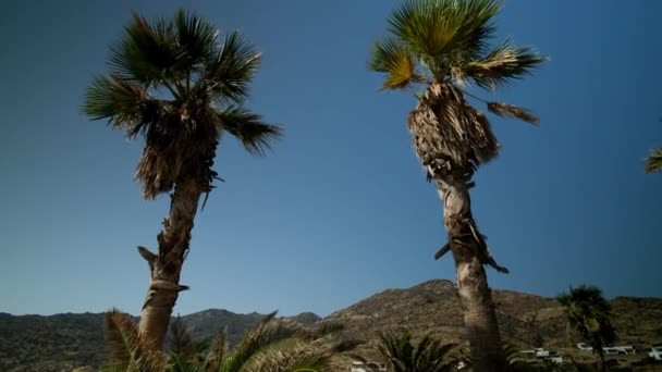Blick Auf Palmen Und Den Wunderschönen Magganari Strand Auf Ios — Stockvideo