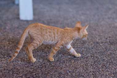 Etrafta gezinen küçük bir kedi yavrusu