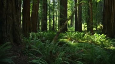 Gizemli Karanlık Orman, Ağaçlar Arasında Güneş Işınları, Eğreltiotu, Doğa, Patika, Park