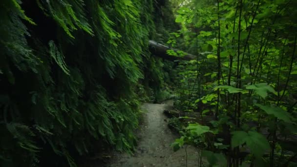 Загадочный Темный Лес Ужасы Страх Тени Парк Природа Тропа — стоковое видео