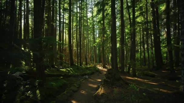 Загадочный Темный Лес Солнце Между Деревьями Ручей Тропа Природа Парк — стоковое видео