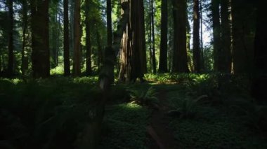 Gizemli Karanlık Orman, Ağaçlar Arasında Güneş Işınları, Fern, Patika, Park, Doğa