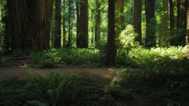 Gizemli Karanlık Orman, Ağaçlar Arasında Güneş Işınları, Fern, Park, Doğa, Patika